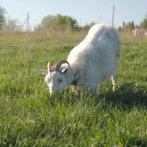 Goats Grass Seed Mix for Grazing & Pasture With Mixed Herbs