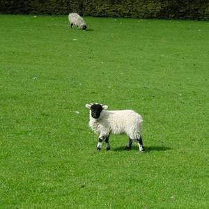 Permanent Pasture Grass Clover Seed; Grazing Mix for Sheep, Cows & Cattle