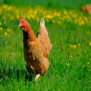 Poultry Grass Seed for Hens, Ducks & Chickens (With Clover Protein)