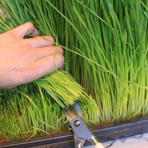 Barley Grass 'Cat Grass' (Sprouting, Juicing)