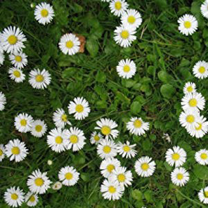Daisy Lawn Grass Seed