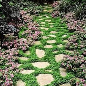 Dichondra Repens Soft, Intensive Lawn Grass Seed