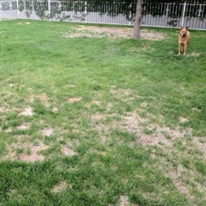 Fast Growing Rapid Lawn Grass Seed & Fertiliser (Quick Fix & Repair)
