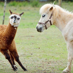 Alpaca Pony Grass Seed Ley