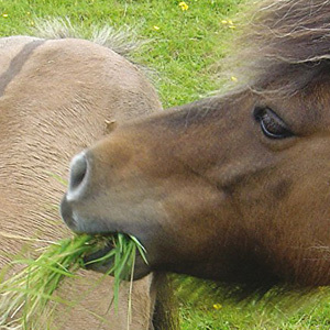 Horse/Pony Stop Laminitics Grass & Herb Mix