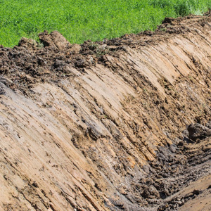 Renovator Grass Seed