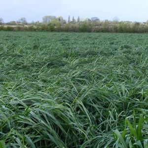 Italian Ryegrass Blend Seed