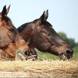Haylage Mix Seeds