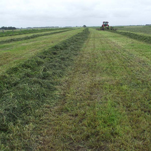 Silage Mix Short Term