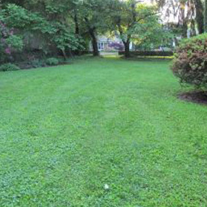 RYE FREE Eco Friendly Lawn With micro Clover Grass Seed Drought tolerant and hard wearing for Pets