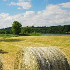 Hay & Haylage Seed Mix