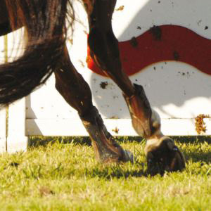 Riding Area Grass Seed