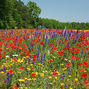Mix 27 50/50 Wildflower Meadow Mix