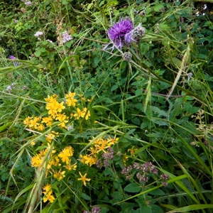 Mix 2 WOODLAND HEDGEROW Shade Area Pure Wildflower Seeds