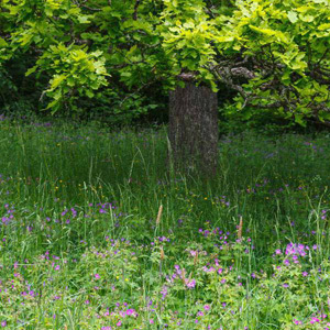 Mix 2A 80/20 Wildflower Meadow Mix for WOODLANDS HEDGEROWS GRASSES Shade Areas