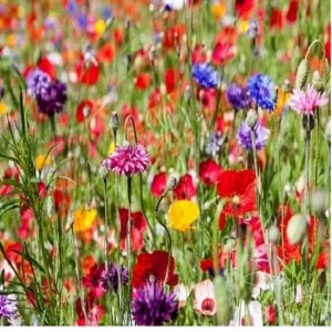 Mix 30 Pure Premium Wildflower Mix for All Soil Types