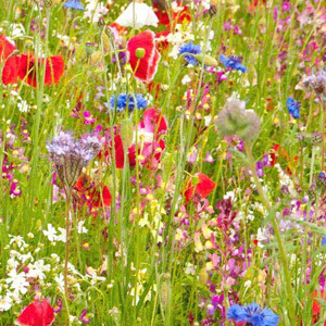 Mix 71 70/30 Wildflower Meadow Mix Ancient British With Rare Grasses