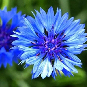Cornflower Centaurea Cyanus Seeds Wild Flower