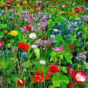 Mix 33 80/20 Wildflower Meadow Premium Mix