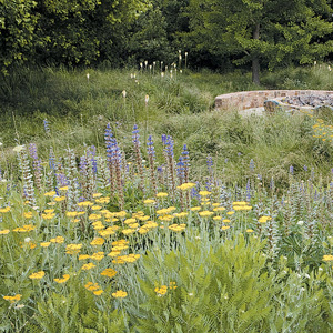 Mix 31 Pure Wildflower Mix For Heavy Soil