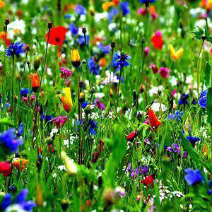 Mix 55 70/30 Wildflower Meadow Mix for Acidic & Clay Soil