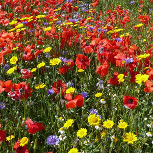 Mix 75 50/50 Wildflower Meadow Cornfield Mix