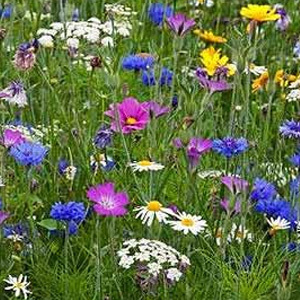 Mix 16 80/20 Wildflower Meadow Mix for Butterfly & Bee