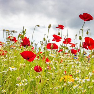 Mix 17 Pure Cornfield Wild Flower