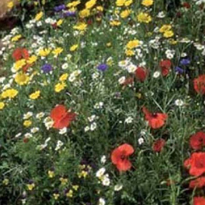 Mix 19 80/20 Cornfield Meadow Mix