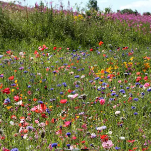 Mix 26A Pure Wildflower & Annuals Mix For Butterfly and Bee