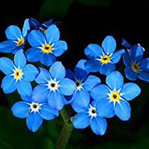 Forget Me Not Seeds