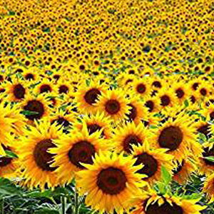 Sunflower Dwarf Seeds
