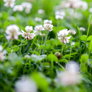 White Clover Green Manure Seeds