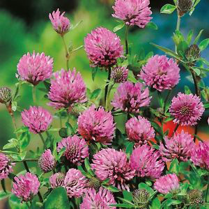 Red Clover Green Manure Seeds