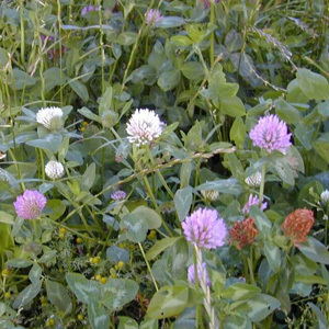 Red & White Clover Green Manure Seeds