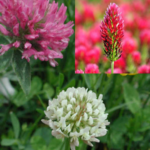 Red, White & Crimson Clover Green Manure Seeds