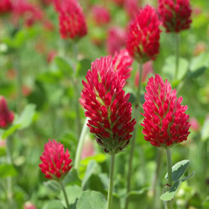 Crimson Clover Green Manure Seeds
