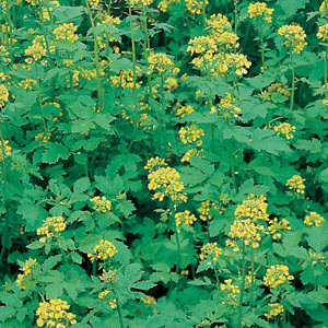 White Mustard Green Manure Seed