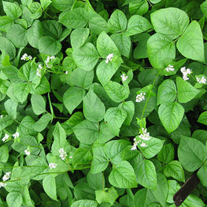Buckwheat Green Manure Seeds