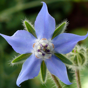 Borage Seeds