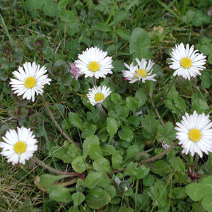 Daisy Bellis Perennis Pure lawn daisy Seeds