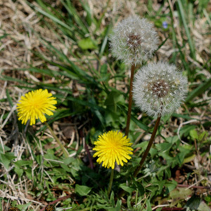 Dandelion Perennial Seeds