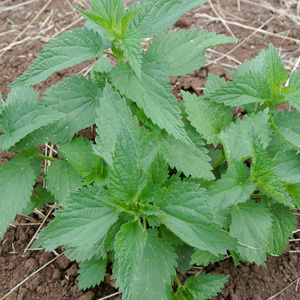 Stinging Nettle Urtica Dioica Perennial Seeds