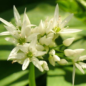 Ramsons Allium Ursinum Perennial Seeds