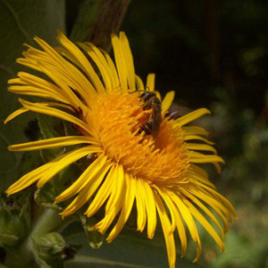 Elfdock Elecampane Inula Helenium Perennial Seeds