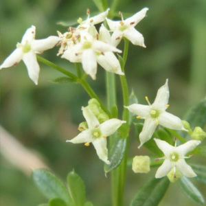 Hedge Bedstraw Perennial Seeds