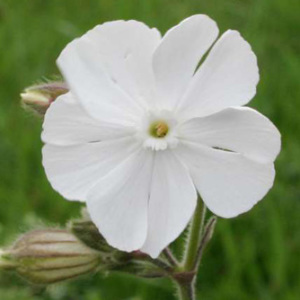 White Campion Annual Seeds Wild Flower