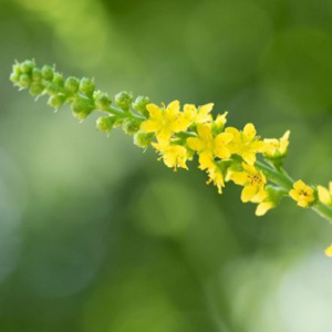 Agrimony Perennial Seeds