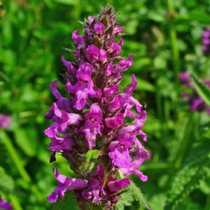 Betony Seeds