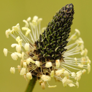 Ribwort Plantain Perennial Seeds Plantago lanceolata